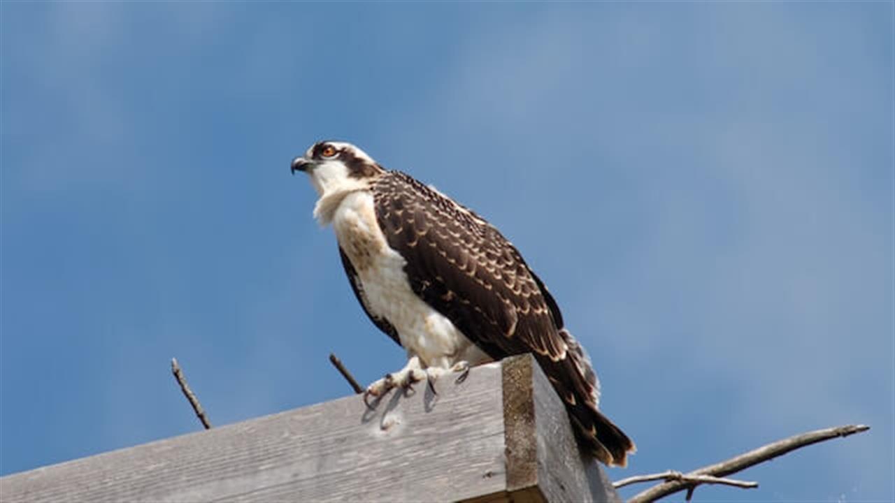 Dyr på loftet: En hemmelig verden over vores hoveder