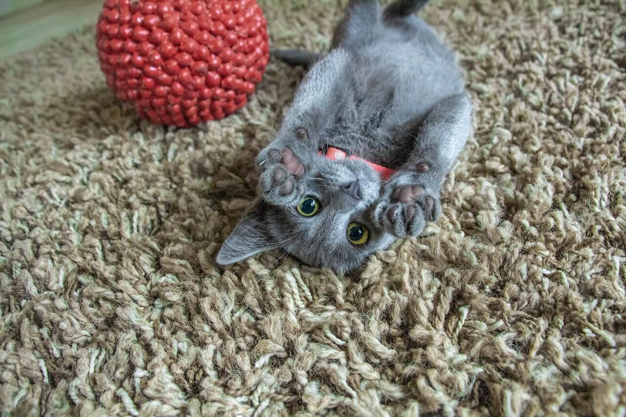 Kattelegetøj, foderskål og katteseng – Essentielt tilbehør til din kat